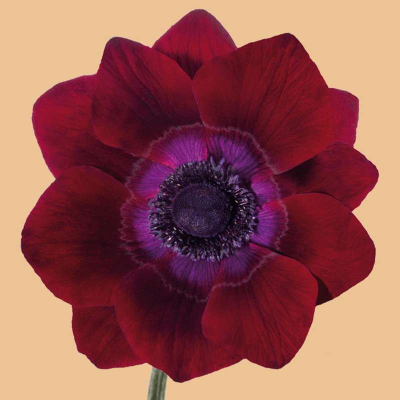 Anemone 'Mistral® Bordeaux'